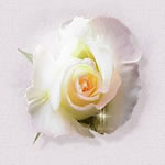 White Rose